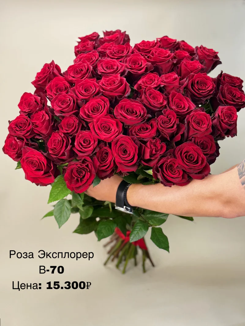 Розы «Эксплорер»