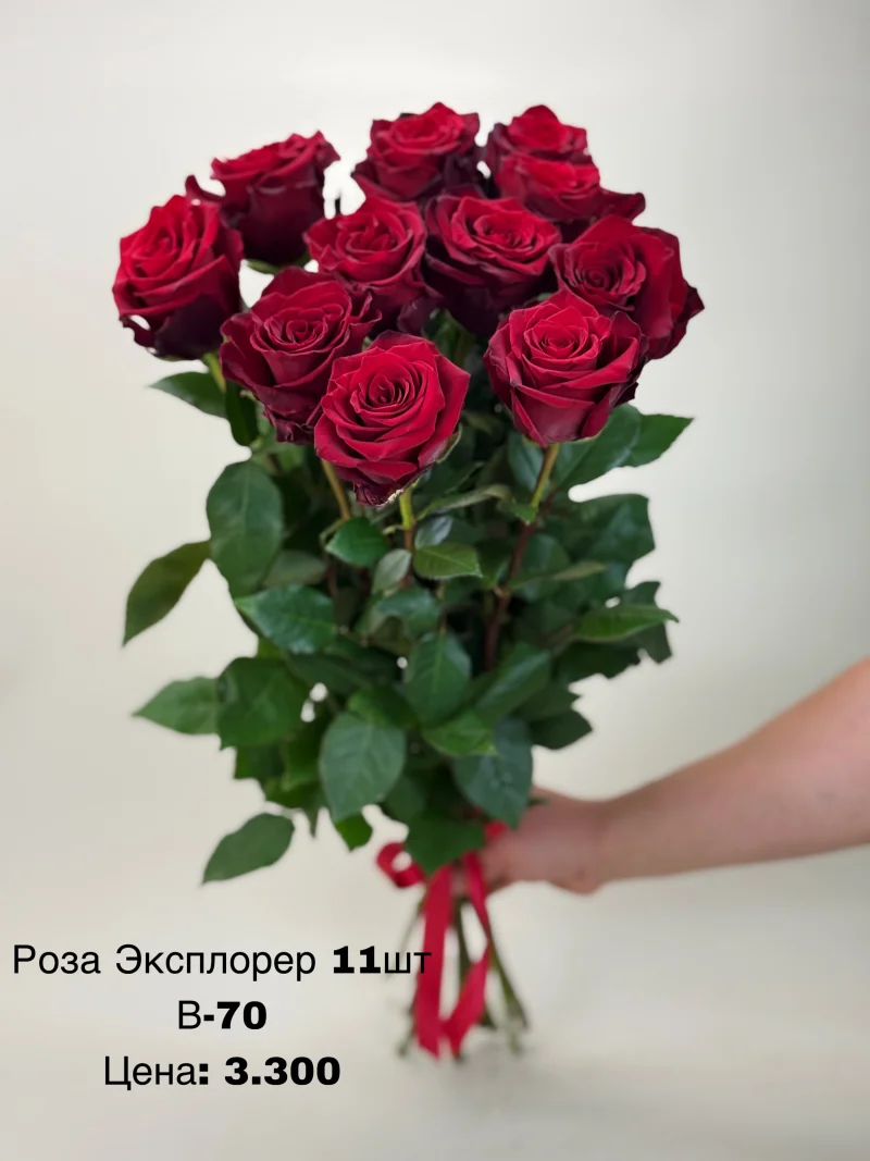 Розы «Эксплорер», 11 шт
