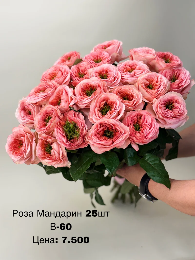 Роза Мандарин, 25 шт