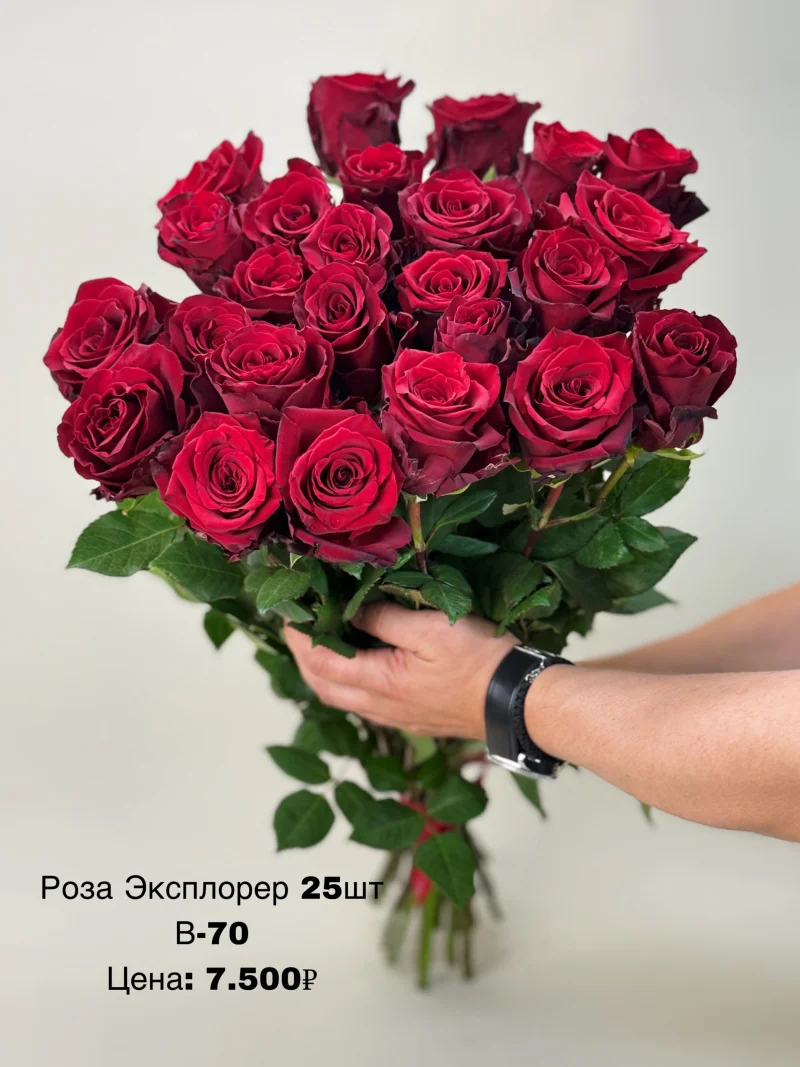 Розы «Эксплорер», 25 шт