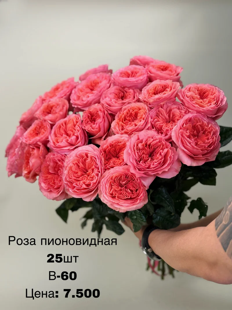 Роза пионовидная, 25 шт