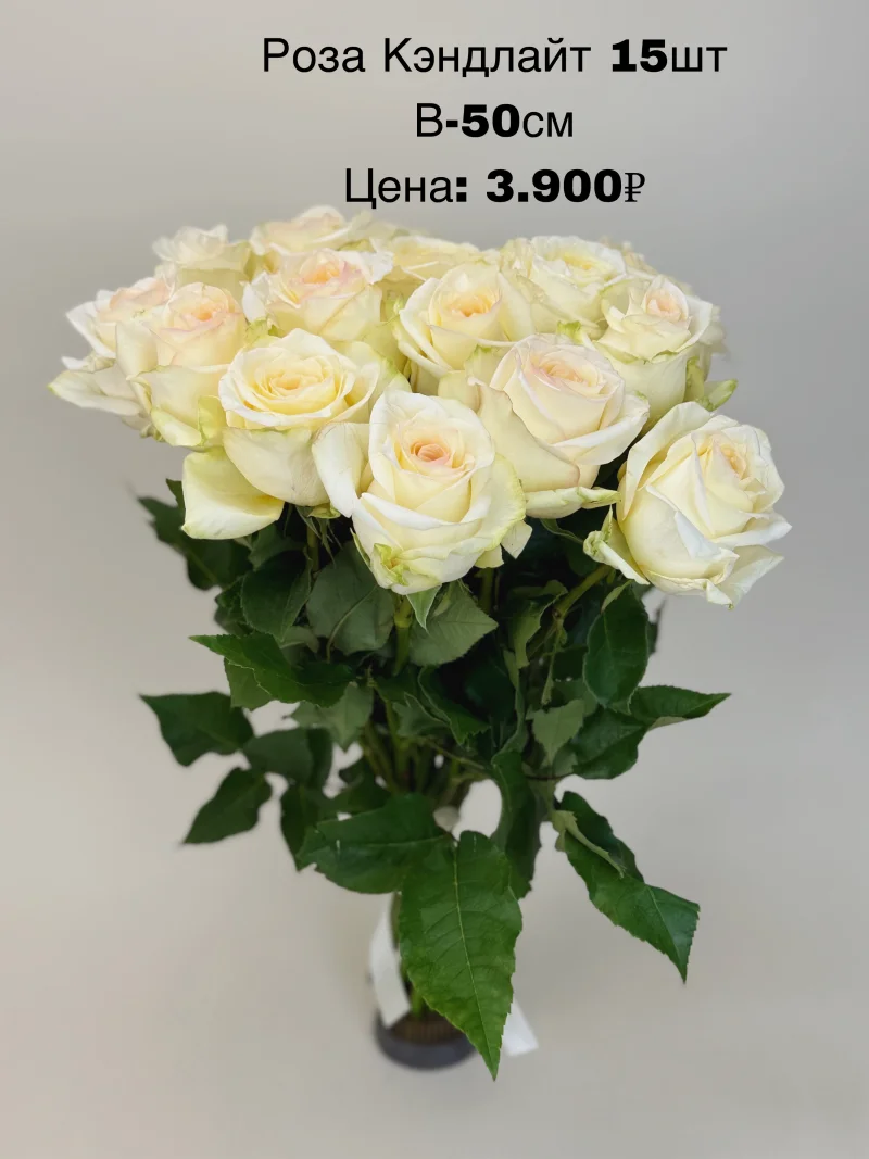 Роза Кэндлайт, 15 шт