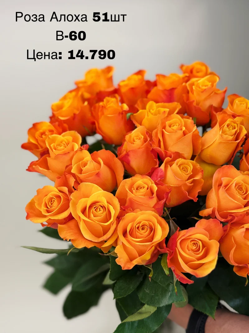 Роза Алоха, 51 шт