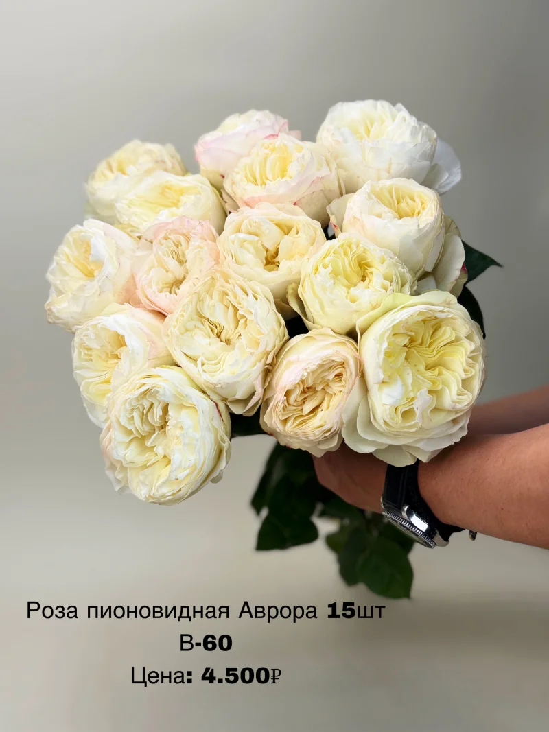 Пионовидные розы «Аврора», 15 шт